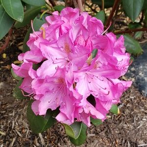 Meet your Posher, Ruth